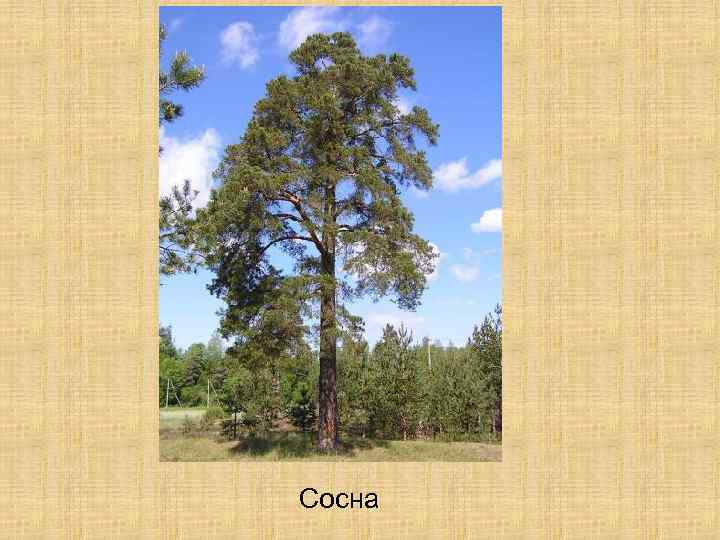 Сосна 