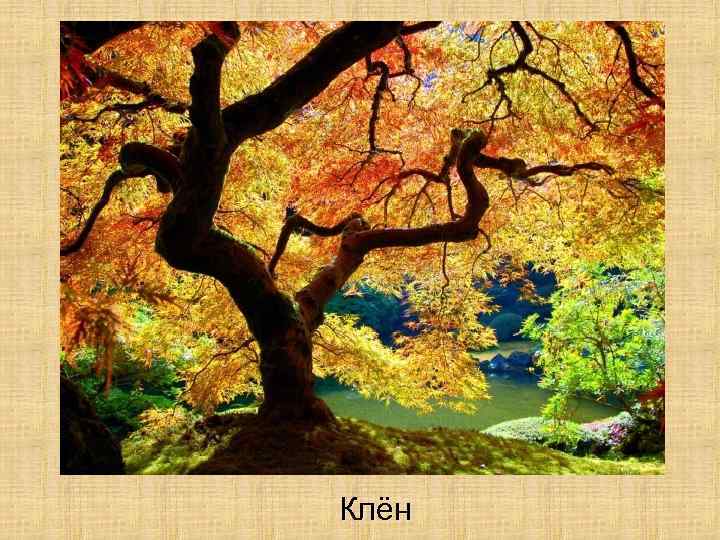 Клён 