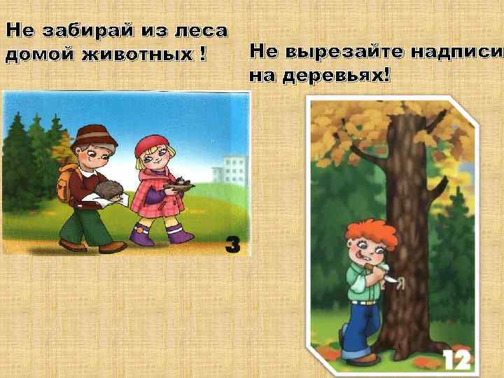 Не забирай из леса домой животных ! Не вырезайте надписи на деревьях! 