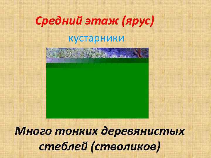 Средний этаж (ярус) кустарники Много тонких деревянистых стеблей (стволиков) 
