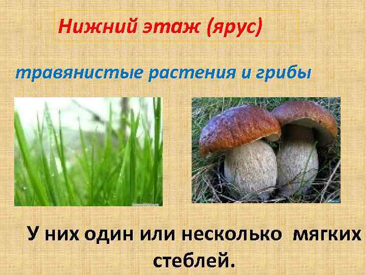 Нижний этаж (ярус) травянистые растения и грибы У них один или несколько мягких стеблей.