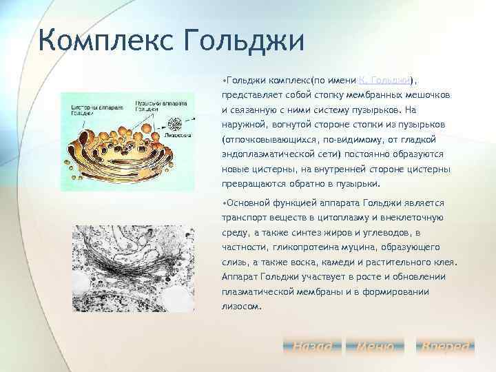 Комплекс Гольджи • Гольджи комплекс(по имени К. Гольджи), представляет собой стопку мембранных мешочков и