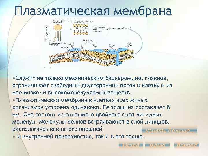 Плазматическая мембрана • Служит не только механическим барьером, но, главное, ограничивает свободный двусторонний поток