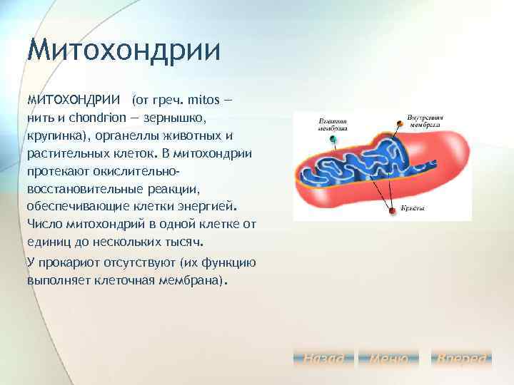 Митохондрии МИТОХОНДРИИ (от греч. mitos — нить и chondrion — зернышко, крупинка), органеллы животных