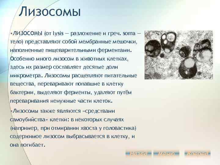 Лизосомы • ЛИЗОСОМЫ (от lysis — разложение и греч. soma — тело) представляют собой