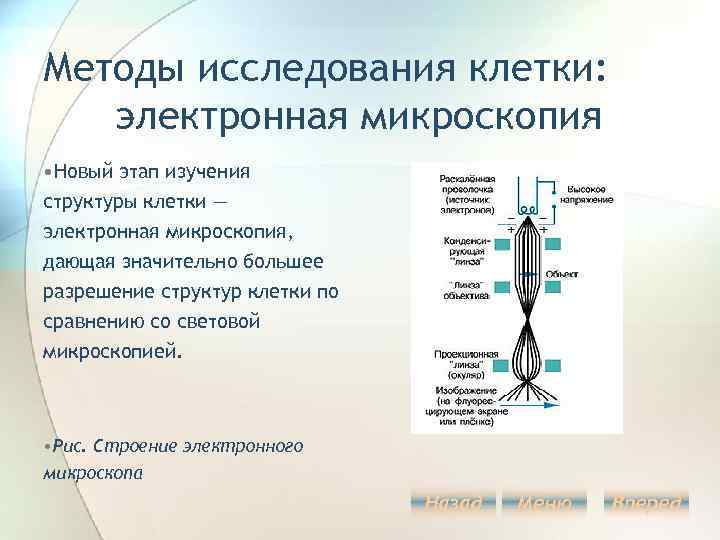 Методы исследования клетки: электронная микроскопия • Новый этап изучения структуры клетки — электронная микроскопия,