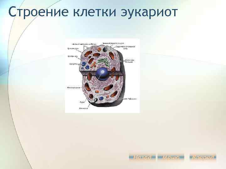 Строение клетки эукариот Назад Меню Вперед 