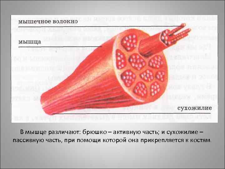 В мышце различают: брюшко – активную часть; и сухожилие – пассивную часть, при помощи