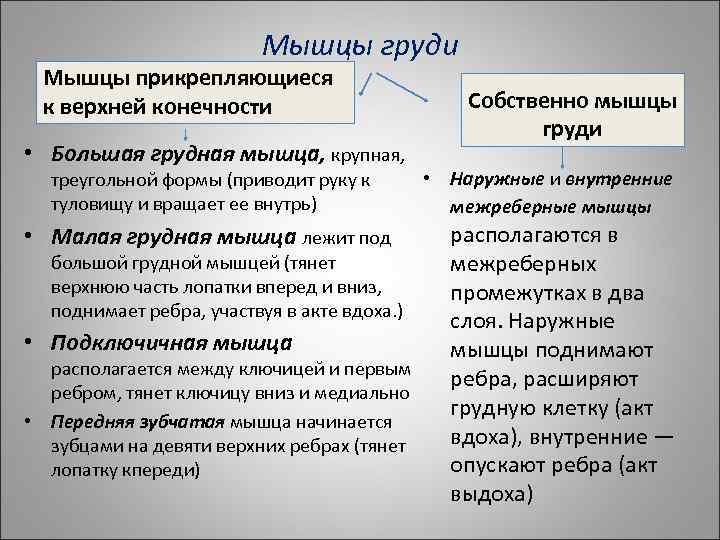 Мышцы груди Мышцы прикрепляющиеся к верхней конечности • Большая грудная мышца, крупная, треугольной формы