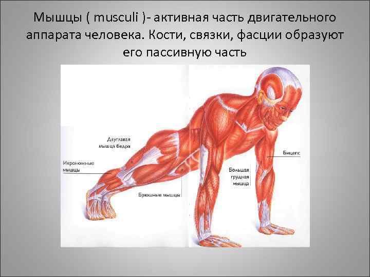 Связки человека. Мышцы двигательного аппарата. Активные мышцы. Активная часть мышцы. Мышцы и связки.