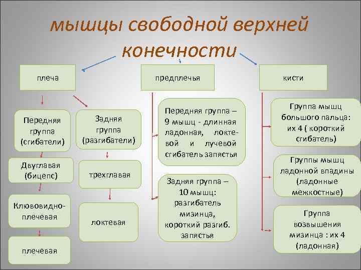 мышцы свободной верхней конечности плеча Передняя группа (сгибатели) Двуглавая (бицепс) Клювовидноплечевая предплечья Задняя группа