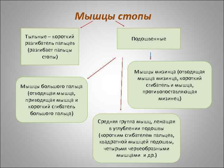 Мышцы стопы Тыльные – короткий разгибатель пальцев (разгибает пальцы стопы) Мышцы большого пальца (отводящая