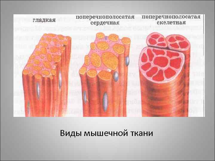 Гладкая скелетная мышечная ткань