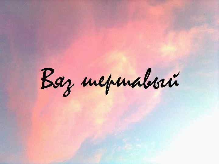 Вяз шершавый 