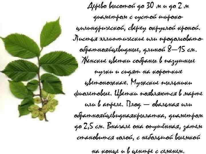 Дерево высотой до 30 м и до 2 м диаметром с густой широкоцилиндрической, сверху
