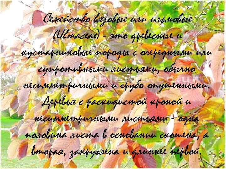 Семейство вязовые или ильмовые (Ulmaceae) - это древесные и кустарниковые породы с очередными или