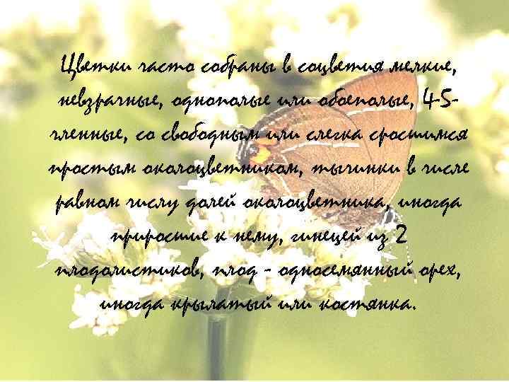 Цветки часто собраны в соцветия мелкие, невзрачные, однополые или обоеполые, 4 -5 членные, со