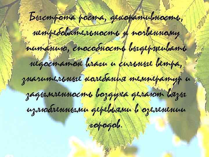 Быстрота роста, декоративность, нетребовательность к почвенному питанию, способность выдерживать недостаток влаги и сильные ветра,