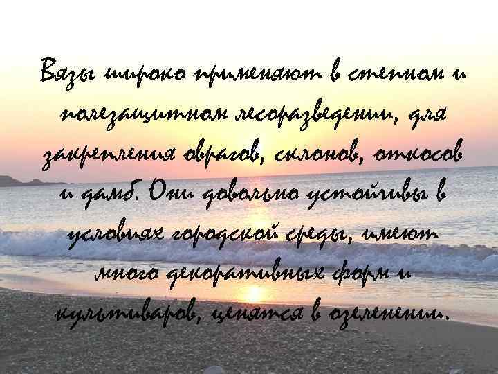 Вязы широко применяют в степном и полезащитном лесоразведении, для закрепления оврагов, склонов, откосов и