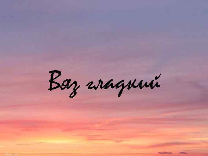 Вяз гладкий 