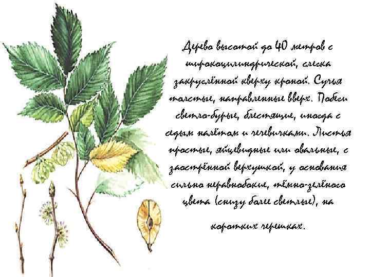Дерево высотой до 40 метров с широкоцилиндрической, слегка закруглённой кверху кроной. Сучья толстые, направленные
