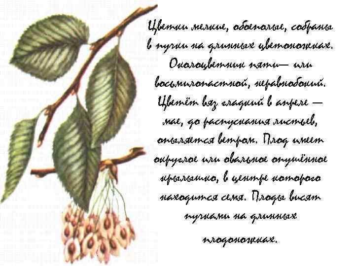 Цветки мелкие, обоеполые, собраны в пучки на длинных цветоножках. Околоцветник пяти— или восьмилопастной, неравнобокий.