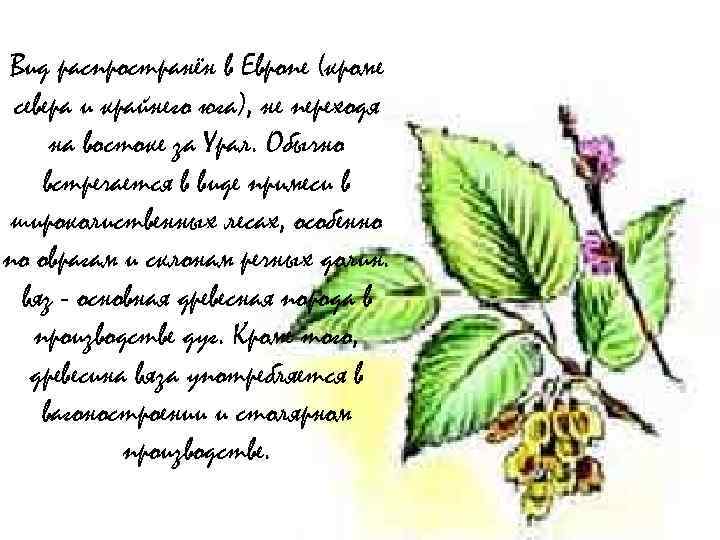 Вид распространён в Европе (кроме севера и крайнего юга), не переходя на востоке за