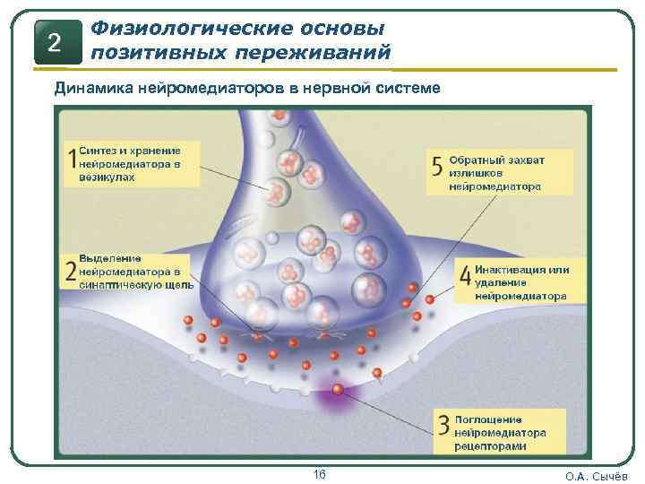2 Физиологические основы позитивных переживаний Динамика нейромедиаторов в нервной системе 16 О. А. Сычёв