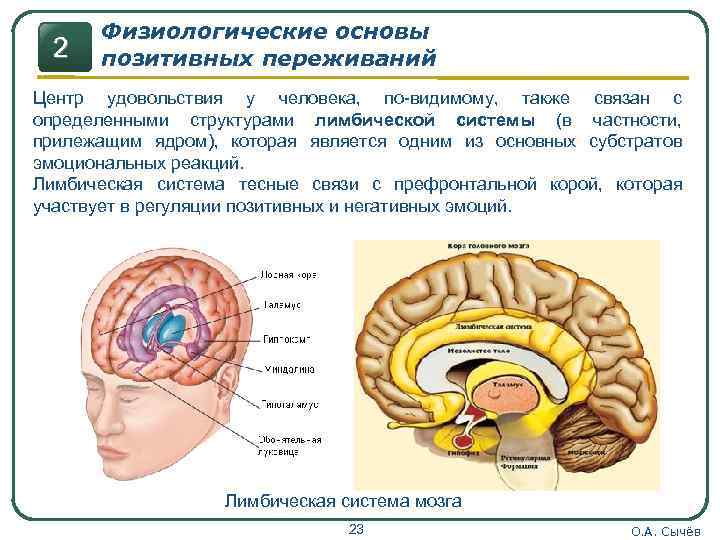 Зона удовольствия. Физиологические основы эмоций. Центры удовольствия в мозге. Центр удовольствия в головном мозге человека. Физиологические основы психики.
