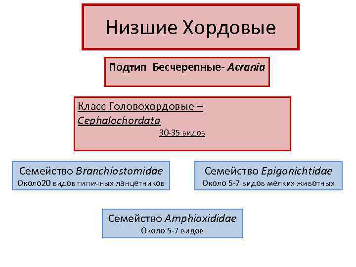 Низшие Хордовые Подтип Бесчерепные- Acrania Класс Головохордовые – Cephalochordata 30 -35 видов Семейство Branchiostomidae