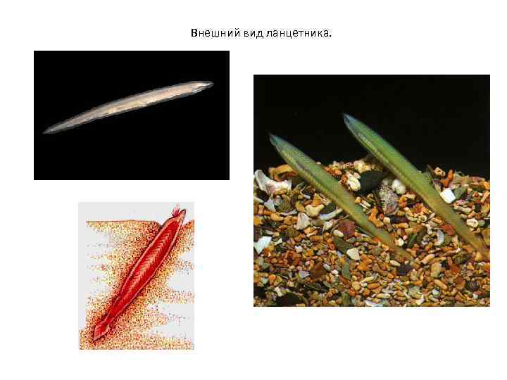 Внешний вид ланцетника. 