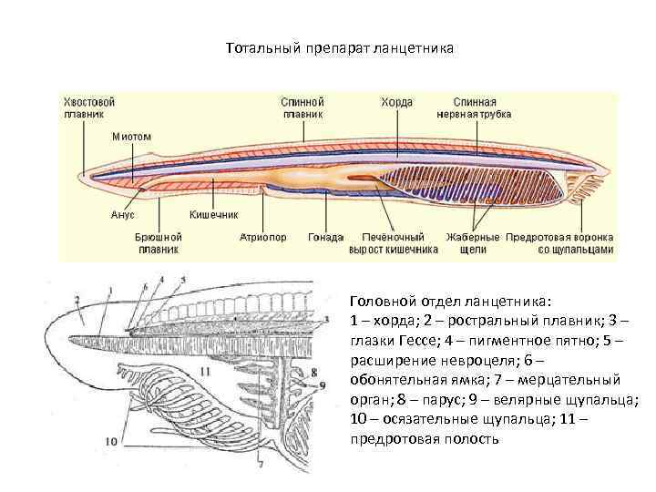 Тотальный препарат ланцетника Головной отдел ланцетника: 1 – хорда; 2 – ростральный плавник; 3