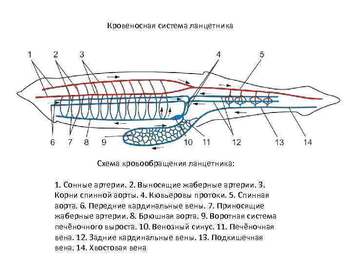 Кровеносная система ланцетника Схема кровообращения ланцетника: 1. Сонные артерии. 2. Выносящие жаберные артерии. 3.
