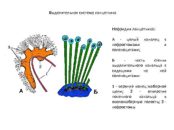 Выделительная система ланцетника Нефридии ланцетника: А - целый каналец нефростомами соленоцитами; с и Б