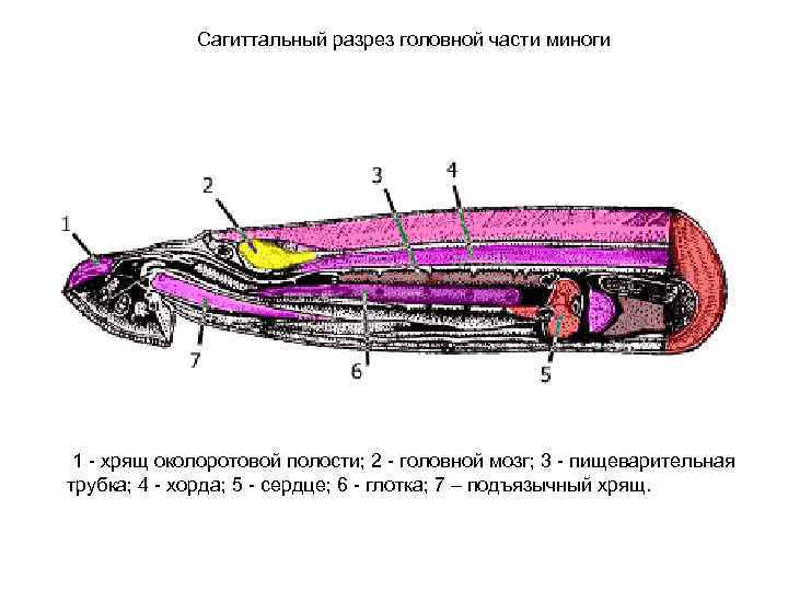 Сагиттальный разрез головной части миноги 1 - хрящ околоротовой полости; 2 - головной мозг;