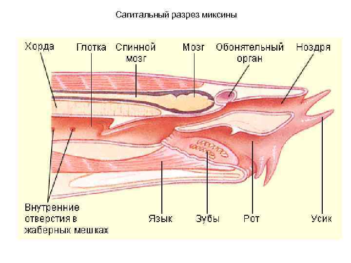 Сагитальный разрез миксины 