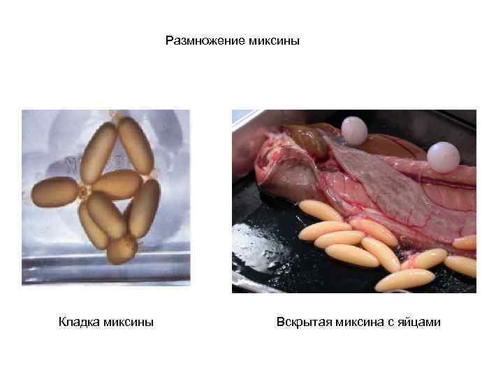 Размножение миксины Кладка миксины Вскрытая миксина с яйцами 
