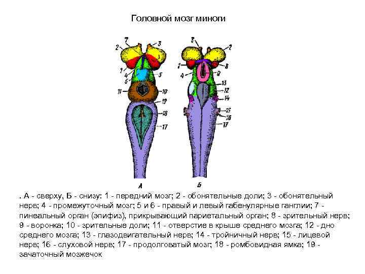 Головной мозг миноги . А - сверху, Б - снизу: 1 - передний мозг;