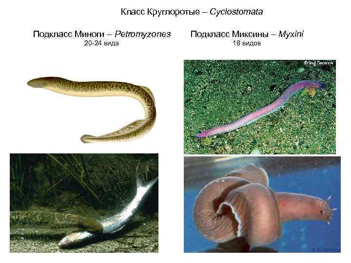 Класс Круглоротые – Cyclostomata Подкласс Миноги – Petromyzones Подкласс Миксины – Myxini 20 -24