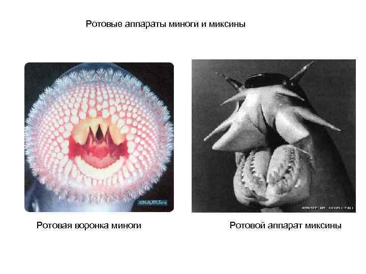 Ротовые аппараты миноги и миксины Ротовая воронка миноги Ротовой аппарат миксины 