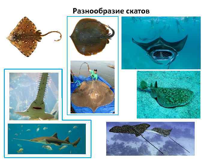 Разнообразие скатов 