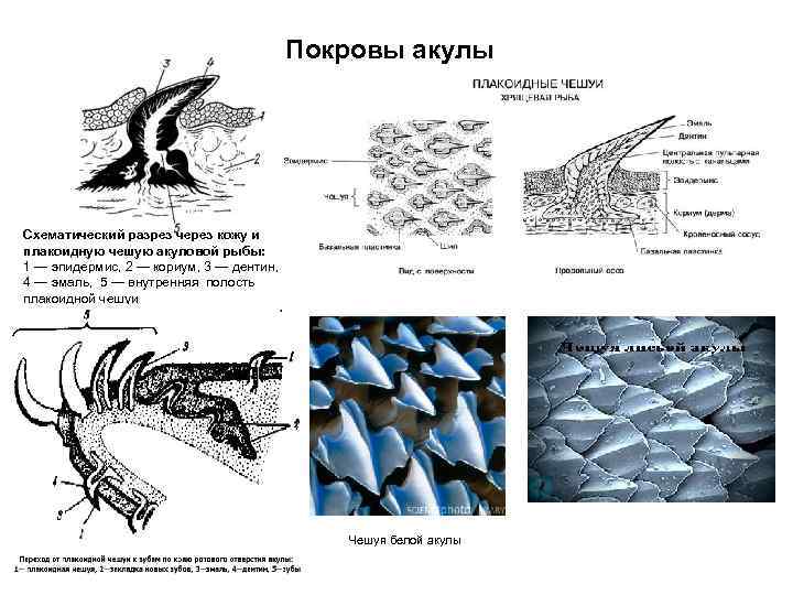 Покровы акулы Схематический разрез через кожу и плакоидную чешую акуловой рыбы: 1 — эпидермис,