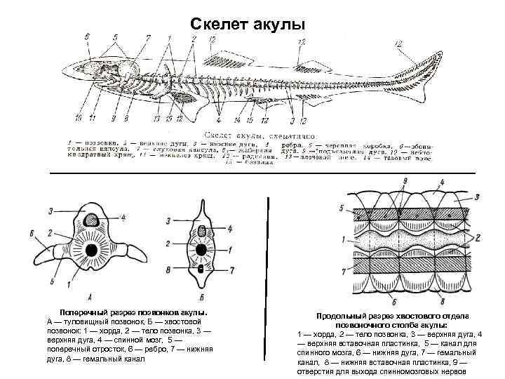 Скелет акулы Поперечный разрез позвонков акулы. А — туловищный позвонок, Б — хвостовой позвонок: