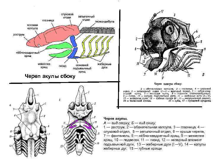 Череп химеры сбоку Череп акулы. А — вид сверху; Б — вид снизу: 1