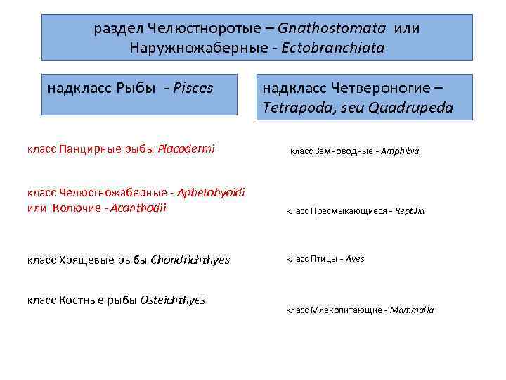 раздел Челюстноротые – Gnathostomata или Наружножаберные - Ectobranchiata надкласс Рыбы - Pisces класс Панцирные