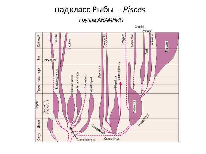 надкласс Рыбы - Pisces Группа АНАМНИИ 