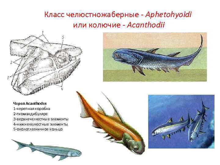 Класс челюстножаберные - Aphetohyoidi или колючие - Acanthodii Череп Acanthodes 1 -черепная коробка 2