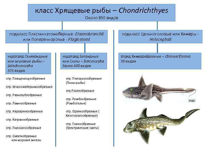 класс Хрящевые рыбы – Chondrichthyes Около 850 видов подкласс Пластинчатожаберные- Elasmobranchii или Поперечноротые -