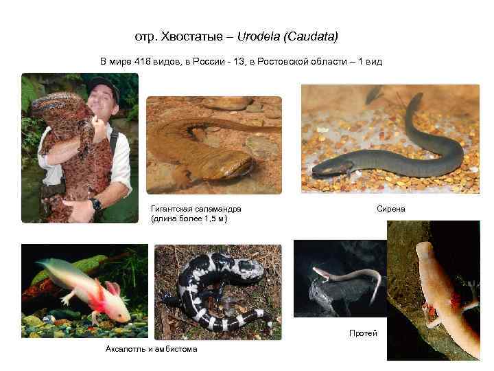 отр. Хвостатые – Urodela (Caudata) В мире 418 видов, в России - 13, в