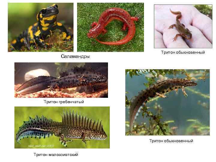 Саламандры Тритон обыкновенный Тритон гребенчатый Тритон обыкновенный Тритон малоазиатский 